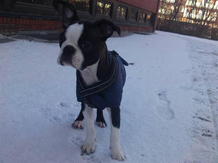 Boston terrier Conrad - Så kom der endelig sne! billede 6