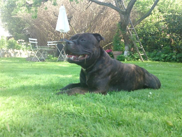 Staffordshire bull terrier Manse billede 16