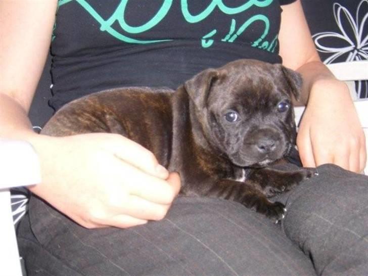 Staffordshire bull terrier Manse billede 17
