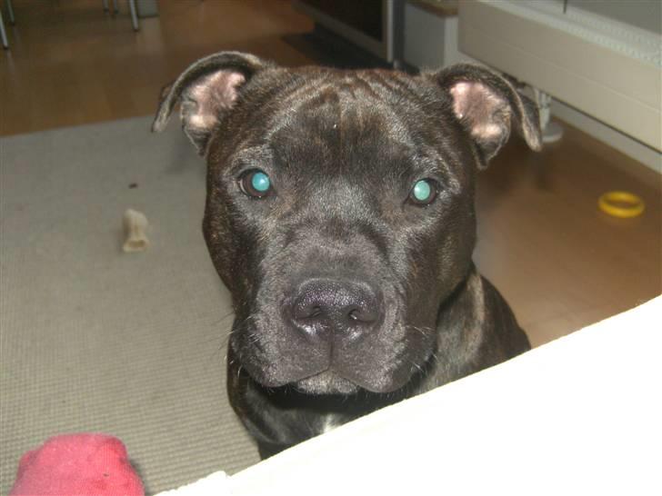 Staffordshire bull terrier Manse billede 18