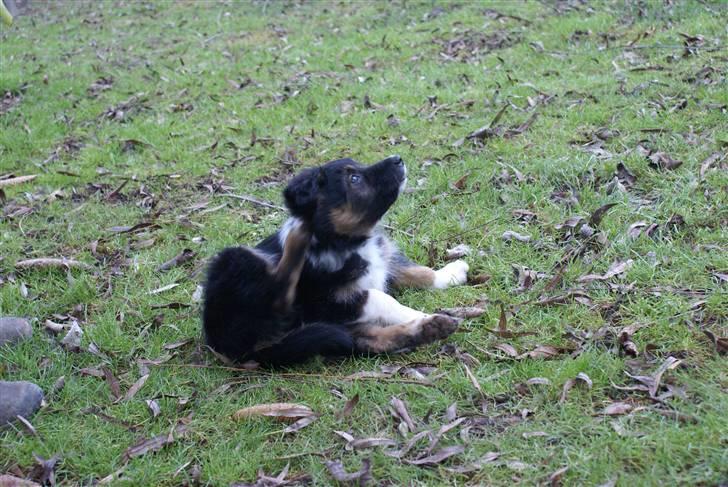 Border collie Mikas billede 7