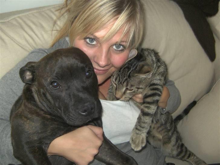 Staffordshire bull terrier Manse billede 19