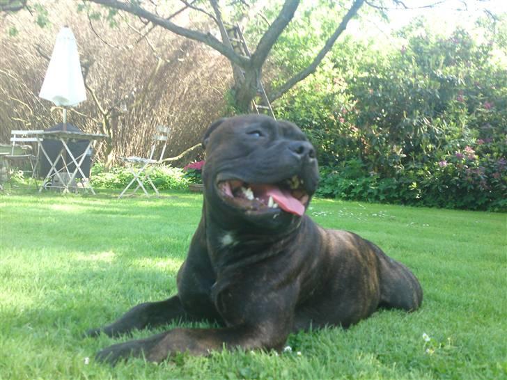 Staffordshire bull terrier Manse - Hej allesammen:) billede 20