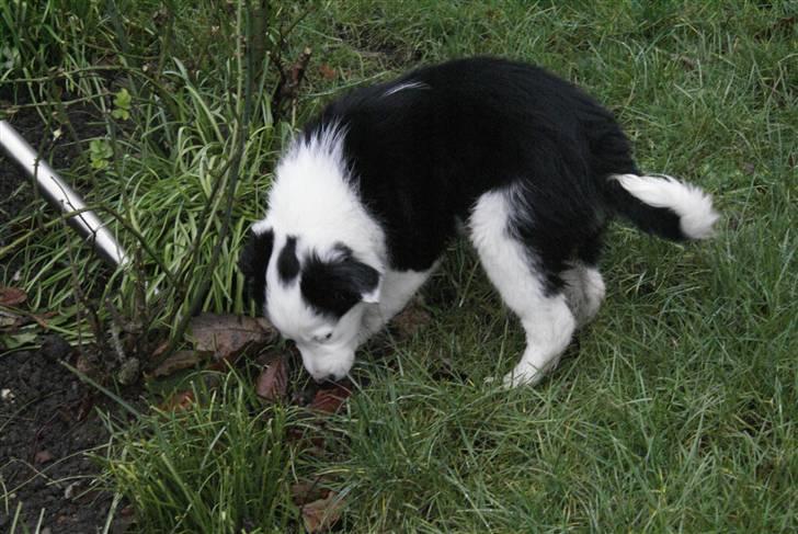 Border collie Ziggy billede 8