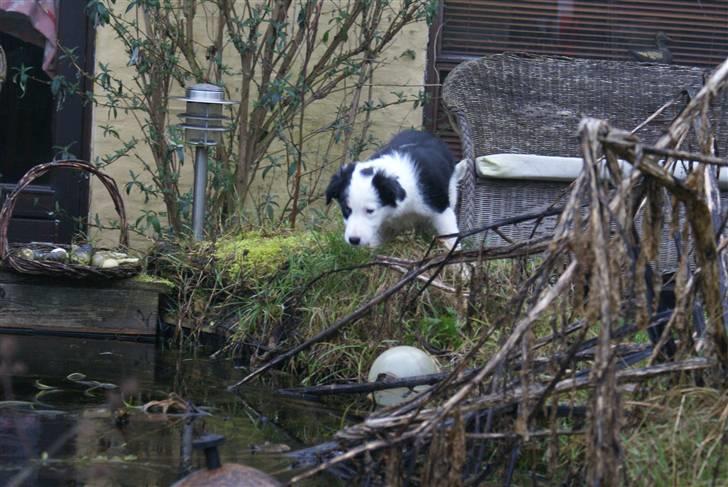 Border collie Ziggy billede 9