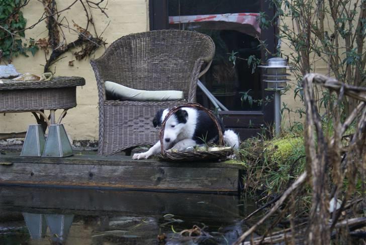 Border collie Ziggy billede 10