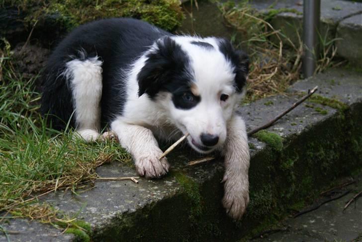 Border collie Ziggy billede 12