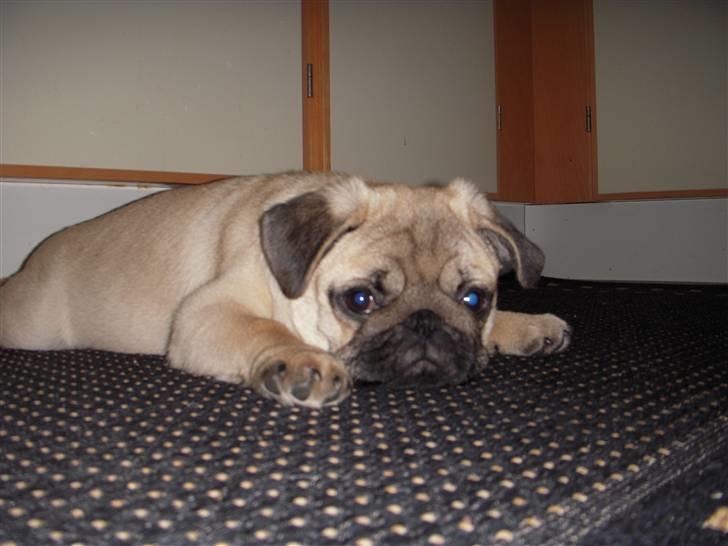 Mops Mops billede 16