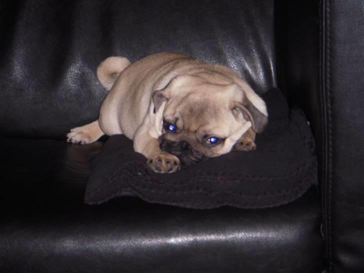 Mops Mops billede 17