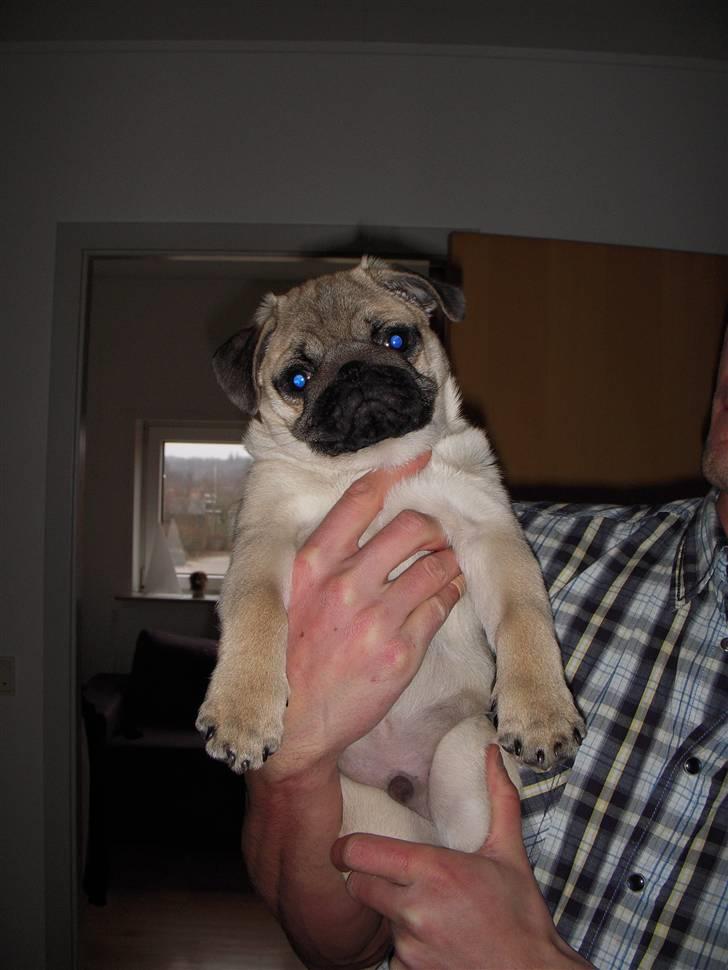 Mops Mops billede 18