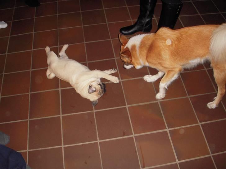 Mops Mops billede 19