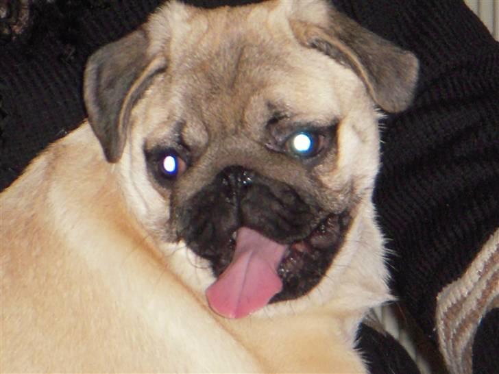 Mops Mops billede 20