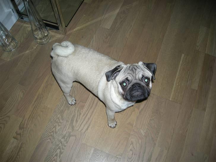 Mops Gustav - Gustav 6.5 md gammel billede 17