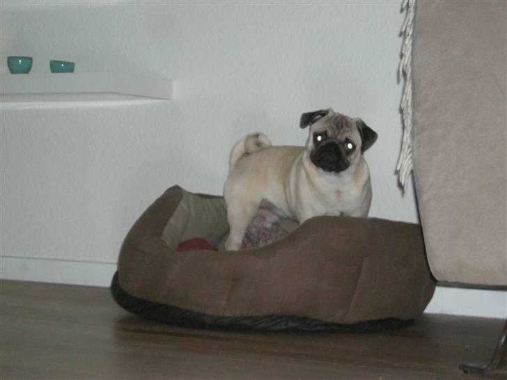 Mops Gustav - Gustav 6.5 md gammel billede 18