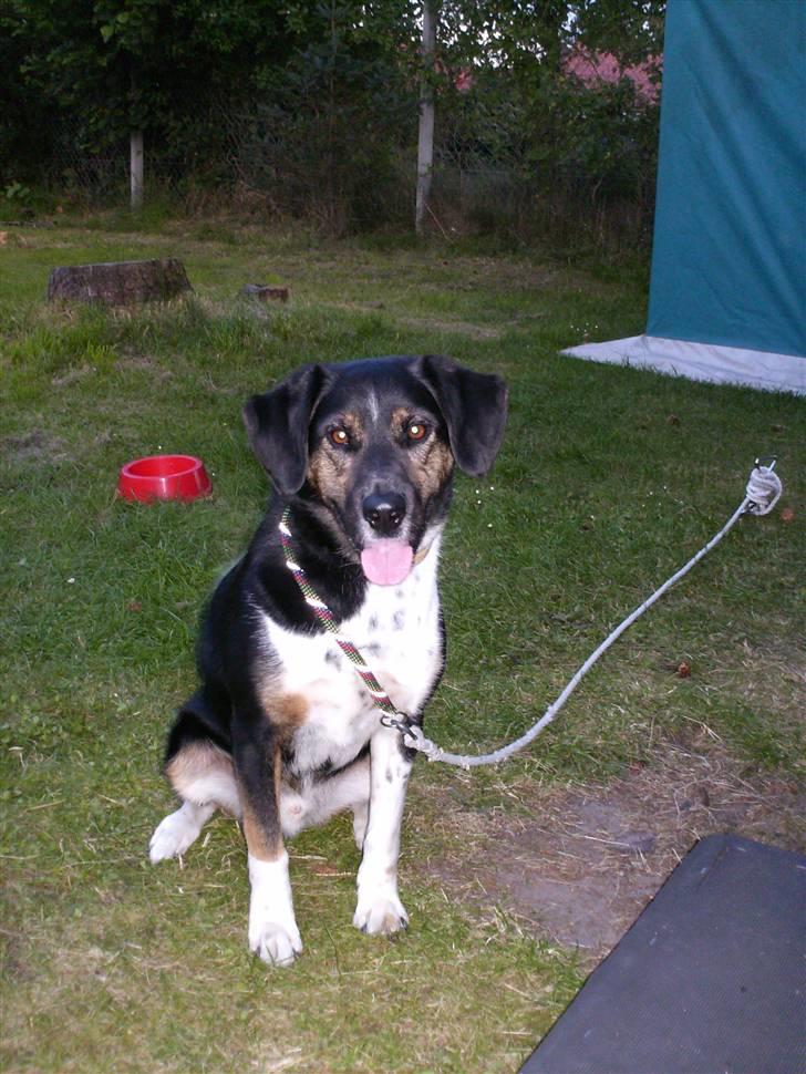 Blanding af racer bamse død 2009! billede 1