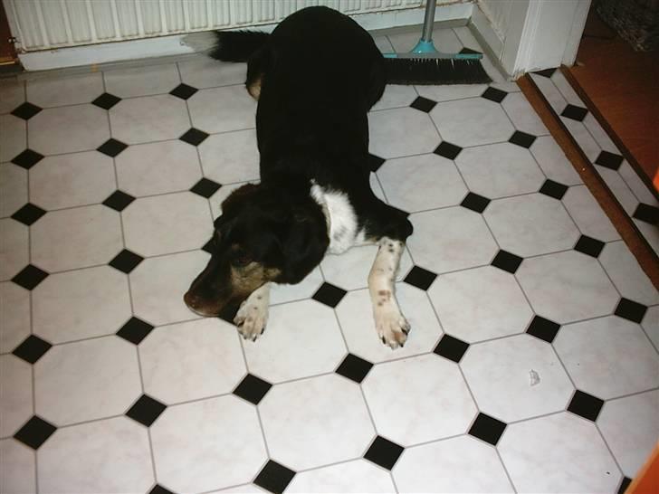 Blanding af racer bamse død 2009! billede 2