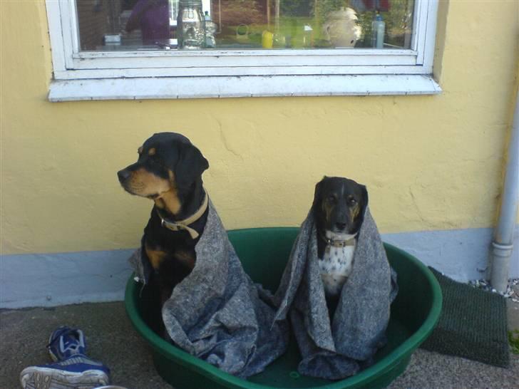 Blanding af racer bamse død 2009! billede 3