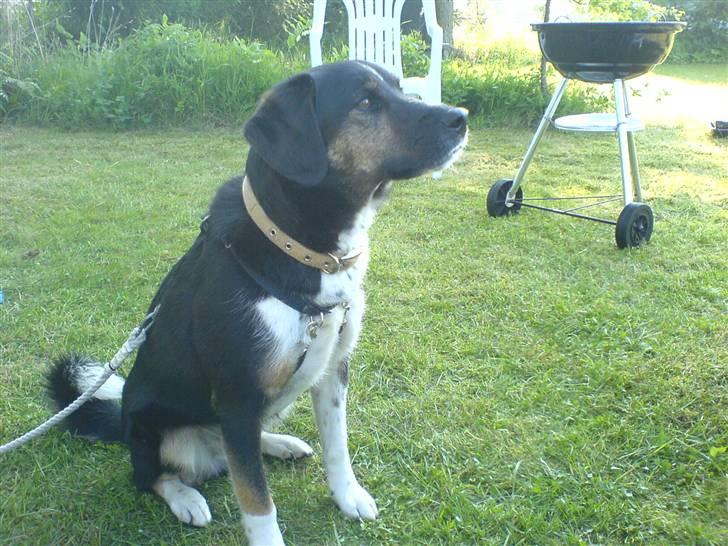 Blanding af racer bamse død 2009! billede 4