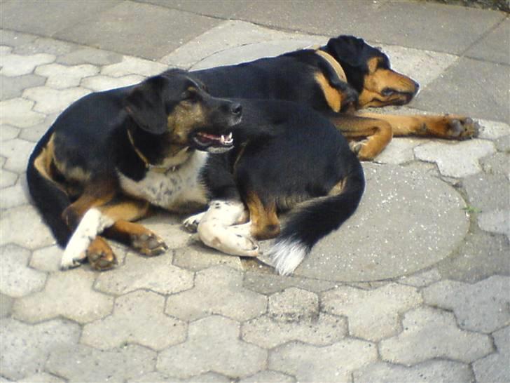 Blanding af racer bamse død 2009! billede 5