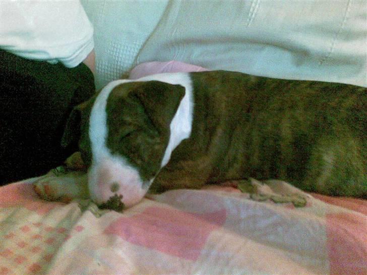 Bullterrier Lexi billede 6