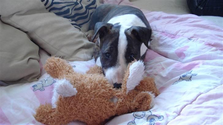 Bullterrier Lexi billede 7