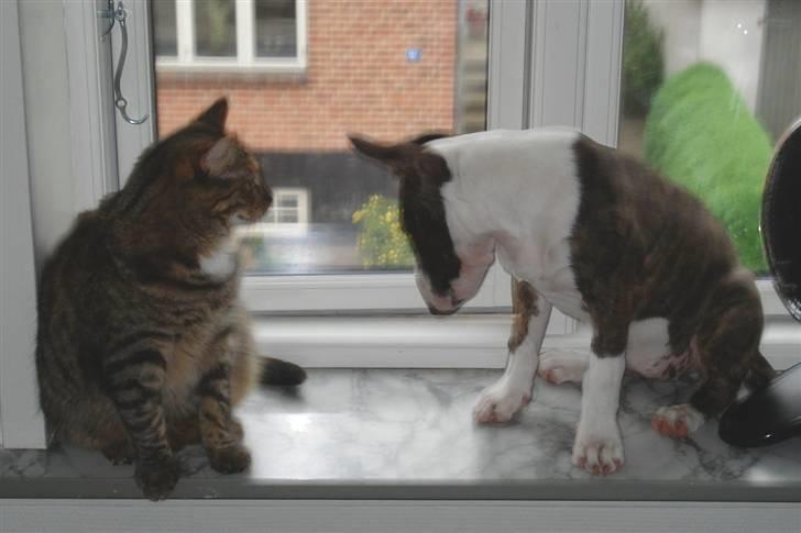 Bullterrier Lexi billede 8