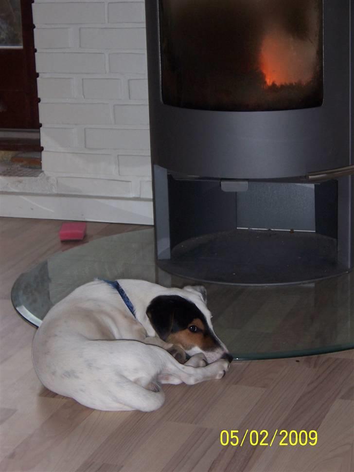 Jack russell terrier Morgan - Mmm.. der er så dejlig varmt foran brændeovn billede 6