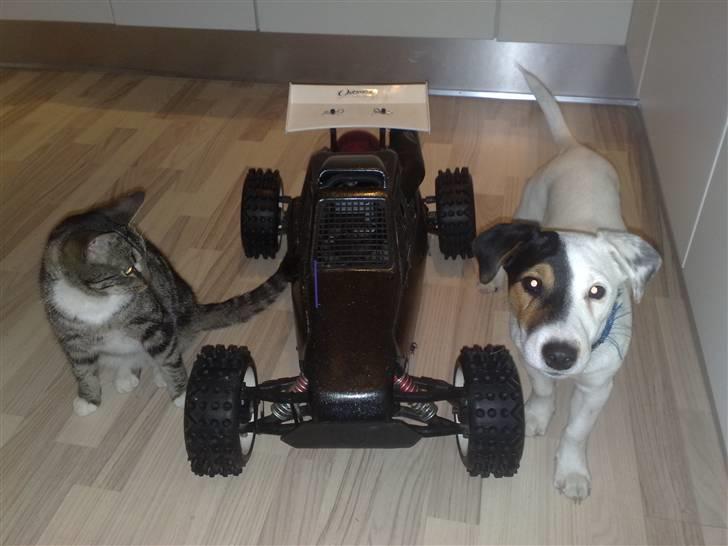 Jack russell terrier Morgan - Ja, jeg er ikke så stor i forhold til fars RC bil.. billede 7