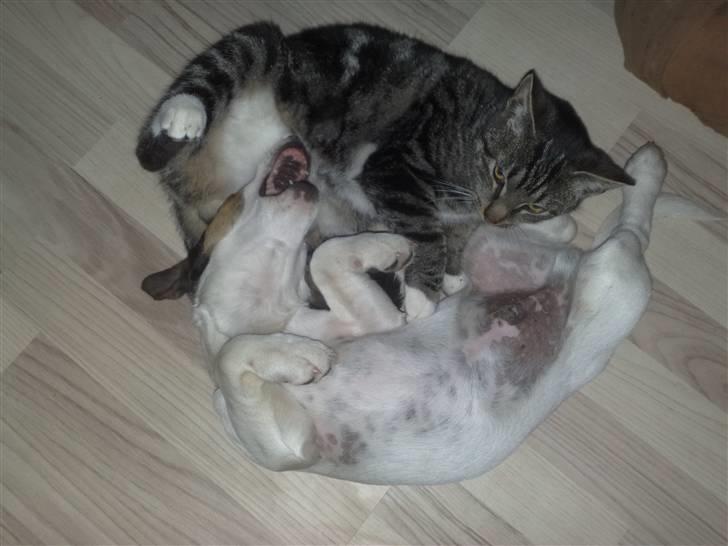 Jack russell terrier Morgan - Vi leger lidt billede 8