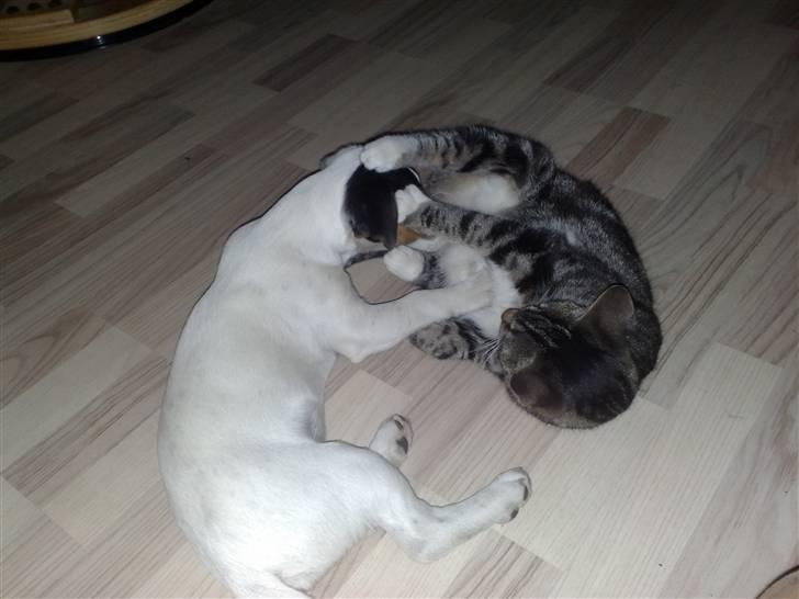 Jack russell terrier Morgan - En hyggestund.. billede 9