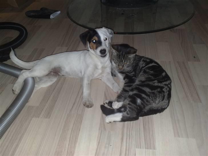 Jack russell terrier Morgan - Endnu en hyggestund.. billede 10