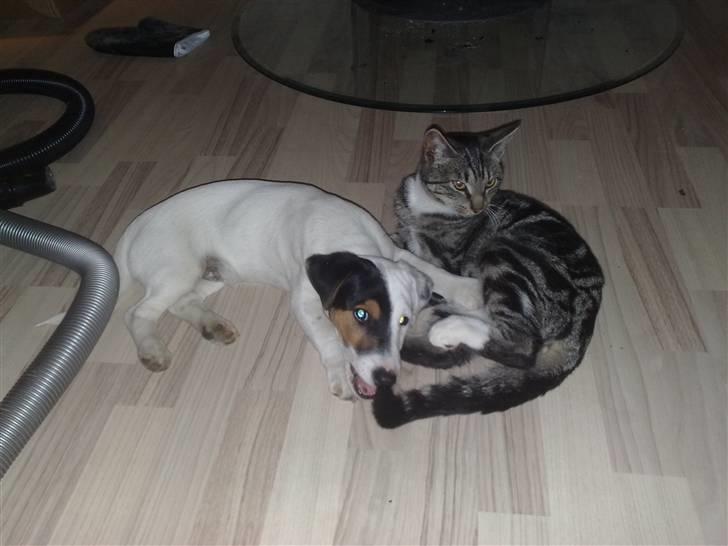 Jack russell terrier Morgan - .. og endnu en.. Elsker at putte med min bedste ven Charlie c´´,) billede 11