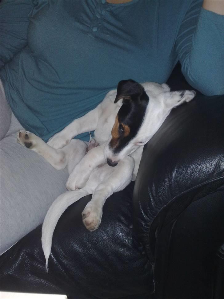 Jack russell terrier Morgan - Jeg sætter mig nogen gange sådan her, mor synes godt nok at det er lidt mærkeligt. Her er jeg dog blevet lidt træt billede 12
