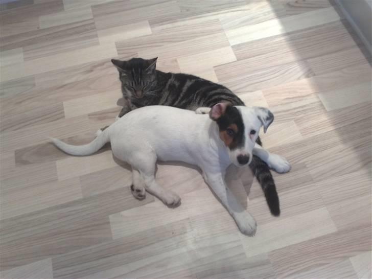 Jack russell terrier Morgan - Tja.. billede 14