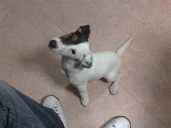 Jack russell terrier Morgan - Hvad skal vi.. hva hva hva c´´,) billede 15