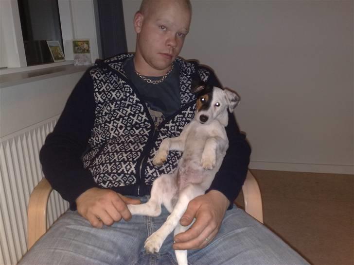 Jack russell terrier Morgan - Ahh.. dejligt at sidde lidt hos far billede 17