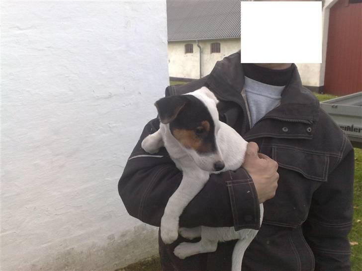 Jack russell terrier Morgan - Her er det lige før jeg får mit nye hjem og skal væk fra min rigtige mor. billede 19