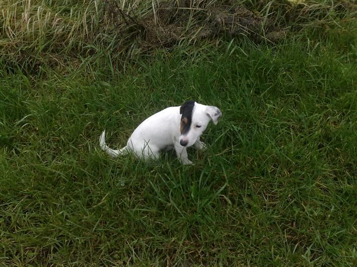 Jack russell terrier Morgan - Meget lille og usikker på sit nye hjem. billede 20