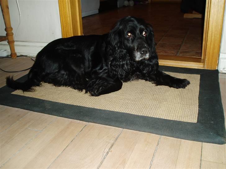 Cocker spaniel Josse billede 1