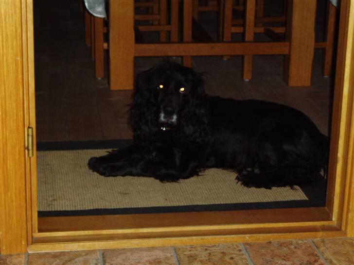 Cocker spaniel Josse billede 2