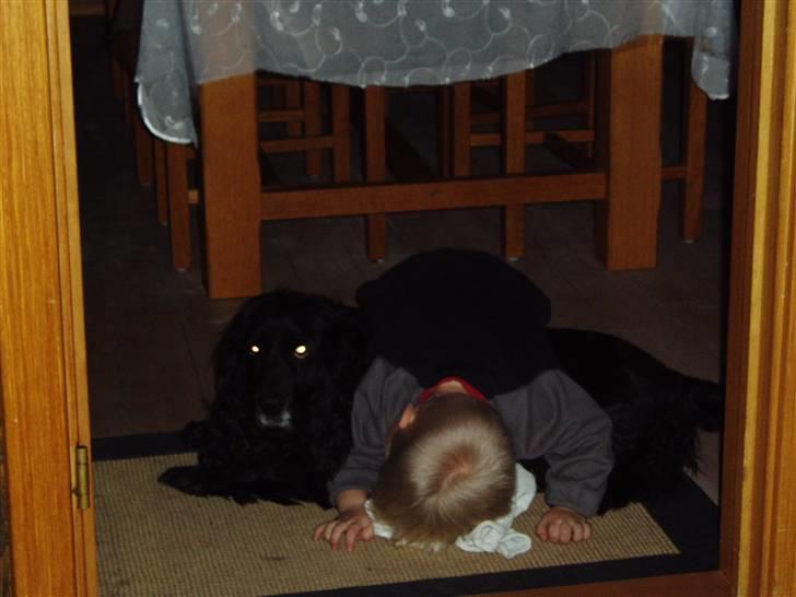 Cocker spaniel Josse billede 3