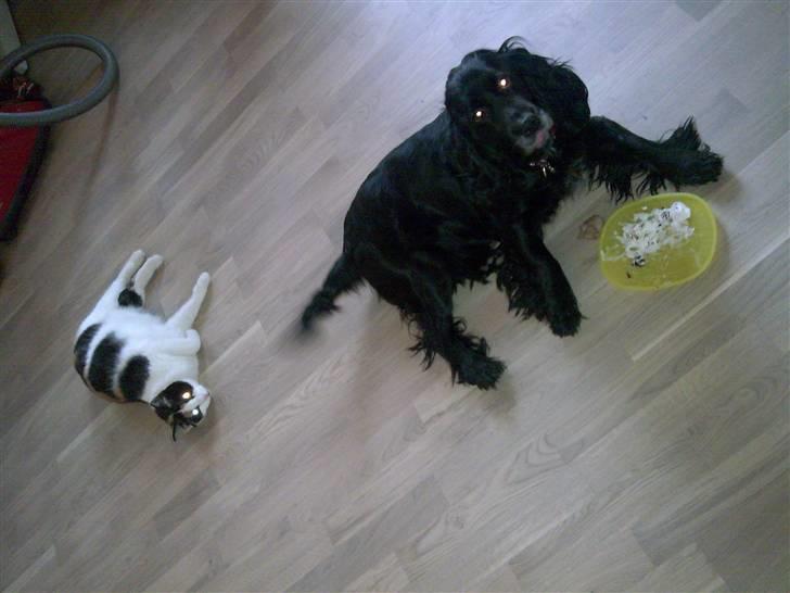 Cocker spaniel Josse billede 4