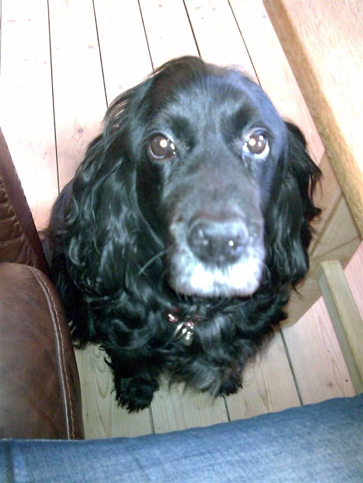 Cocker spaniel Josse billede 5