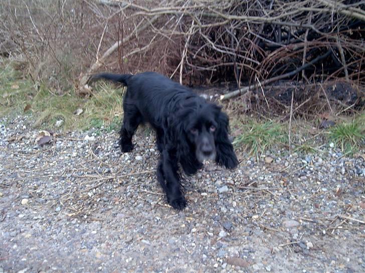 Cocker spaniel Josse billede 6