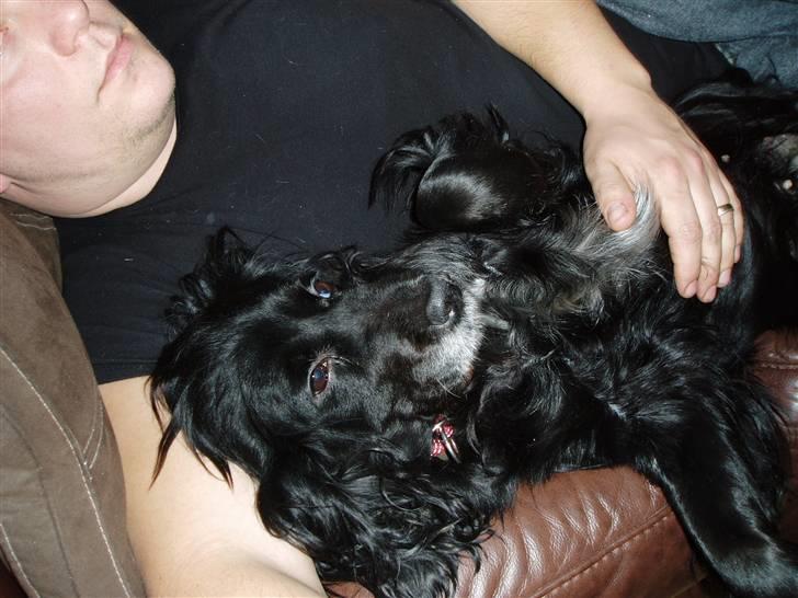 Cocker spaniel Josse billede 7