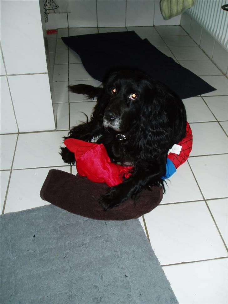 Cocker spaniel Josse billede 8