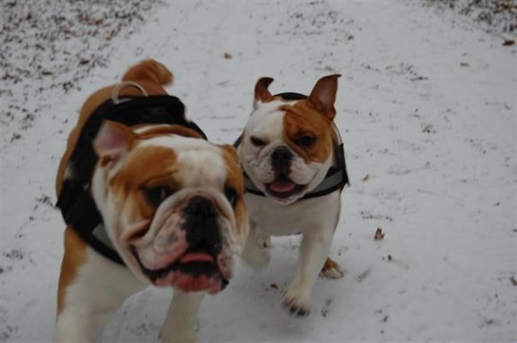 Engelsk bulldog Zoey billede 14