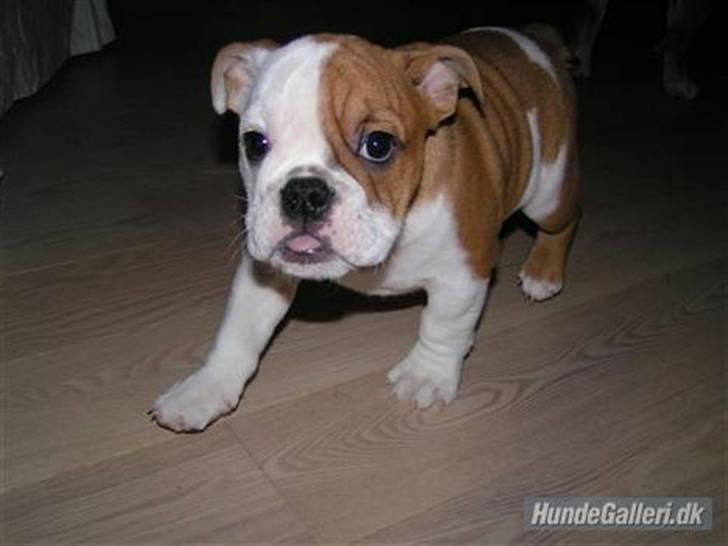 Engelsk bulldog Zoey billede 15
