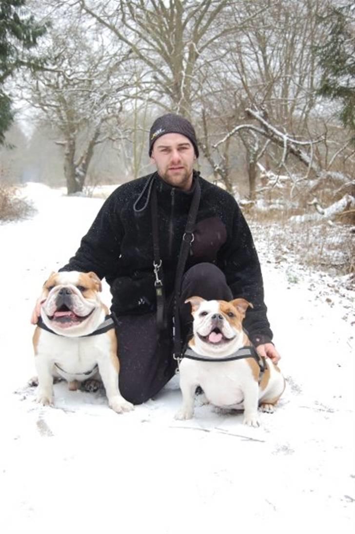 Engelsk bulldog Zoey billede 16