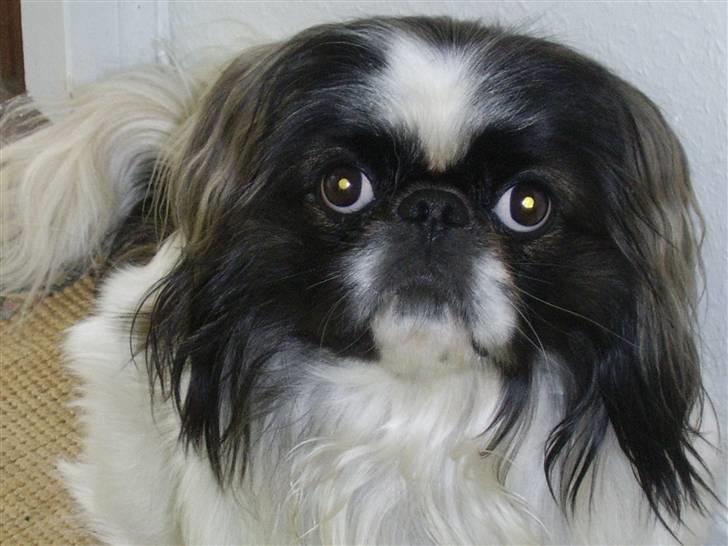 Pekingeser Merle R.I.P. 2006-2011 -  :) billede 13